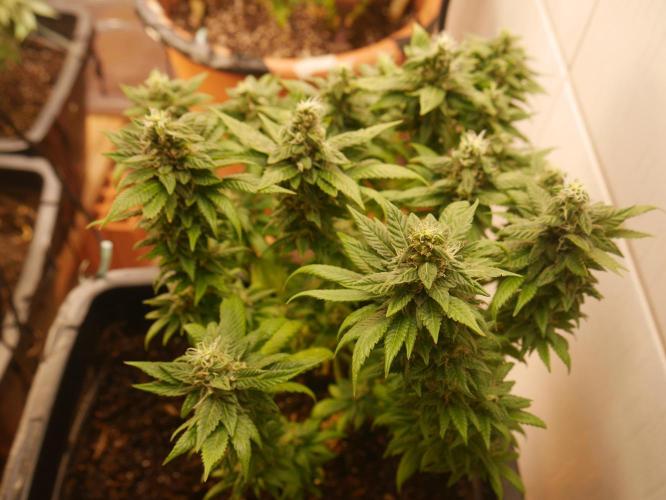 2st 2025 Grow. Week 12 - Master Kush #02 (Hindu Kush) 53 days of flowering.