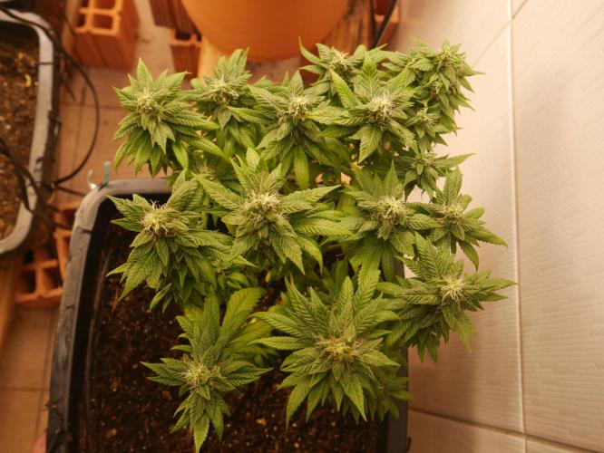 2st 2025 Grow. Week 12 - Master Kush #02 (Hindu Kush) 53 days of flowering.
