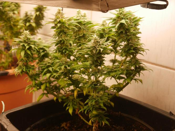 2st 2025 Grow. Week 12 - Master Kush #02 (Hindu Kush) 53 days of flowering.