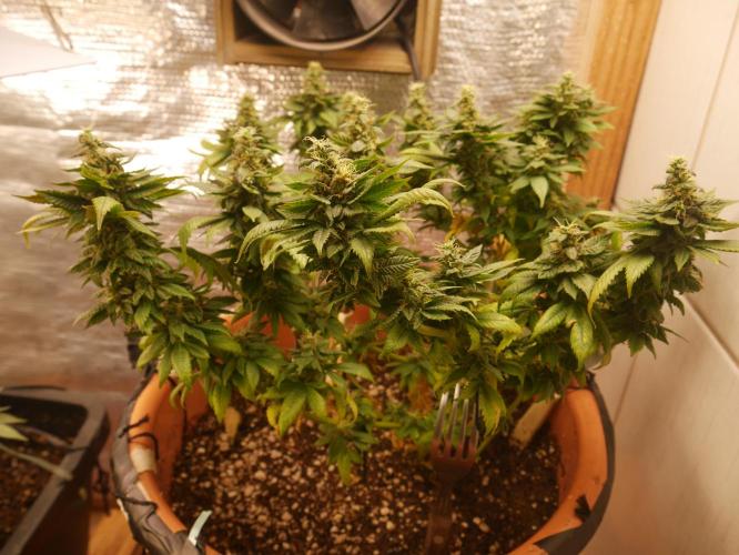 2st 2025 Grow. Week 12 - Master Kush #03 (Hindu Kush) 53 days of flowering.