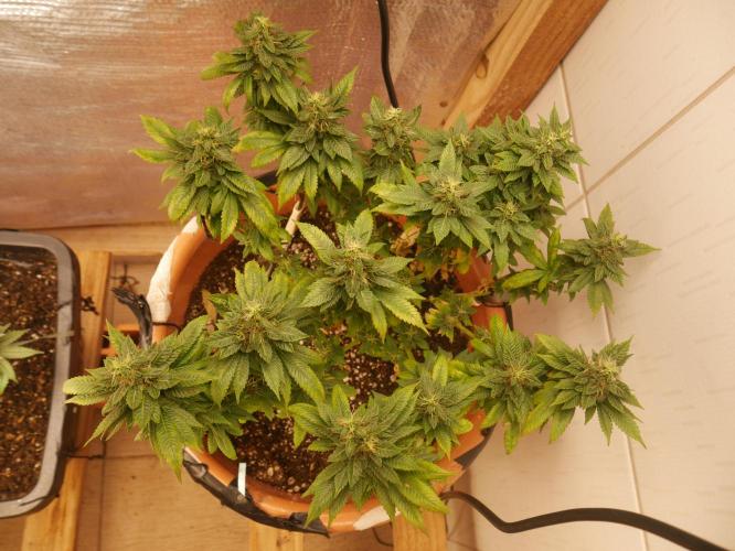 2st 2025 Grow. Week 12 - Master Kush #03 (Hindu Kush) 53 days of flowering.