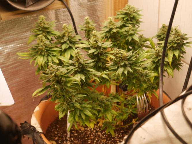 2st 2025 Grow. Week 12 - Master Kush #03 (Hindu Kush) 53 days of flowering.