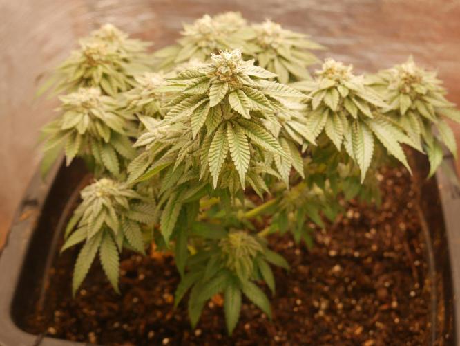 2st 2025 Grow. Week 12 - Kmintz - 53 days of flowering.