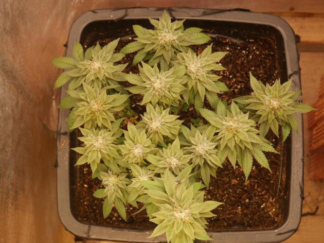 2st 2025 Grow. Week 12 - Kmintz - 53 days of flowering.