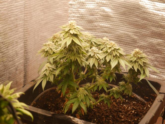 2st 2025 Grow. Week 12 - Kmintz - 53 days of flowering.