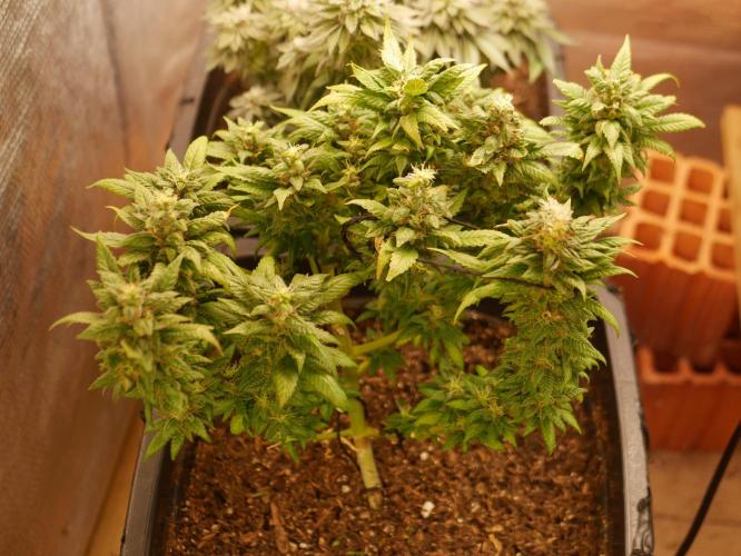 2st 2025 Grow. Week 13 - Master Kush #1