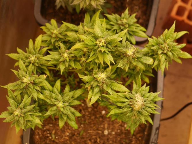 2st 2025 Grow. Week 13 - Master Kush #1