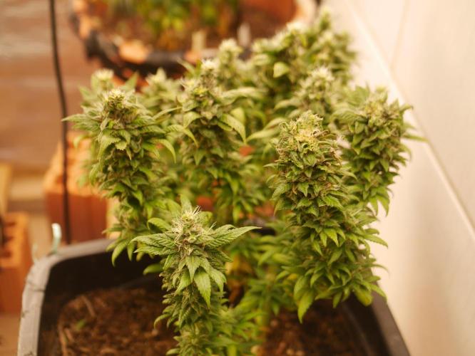 2st 2025 Grow. Week 13 - Master Kush #2