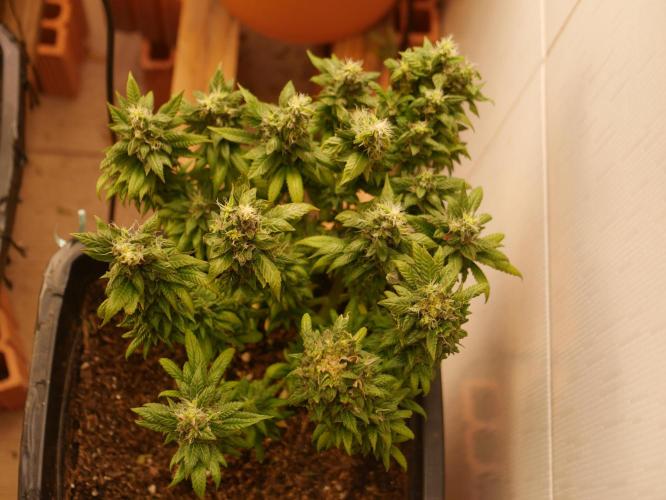 2st 2025 Grow. Week 13 - Master Kush #2