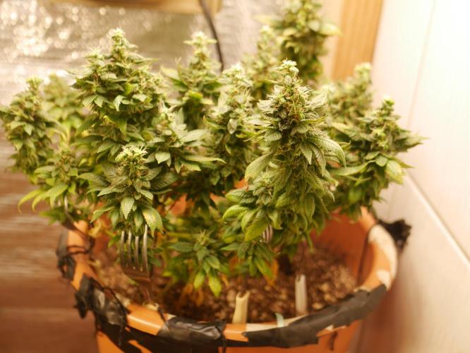 2st 2025 Grow. Week 13 - Master Kush #3