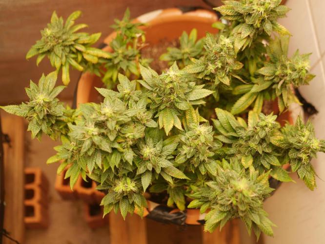 2st 2025 Grow. Week 13 - Master Kush #3