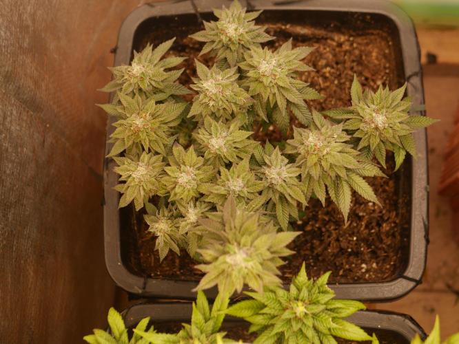 2st 2025 Grow. Week 13 - Kmintz #1