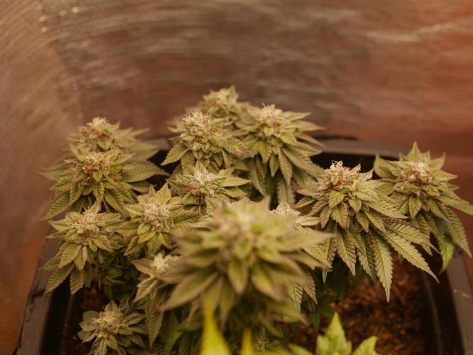 2st 2025 Grow. Week 13 - Kmintz #1