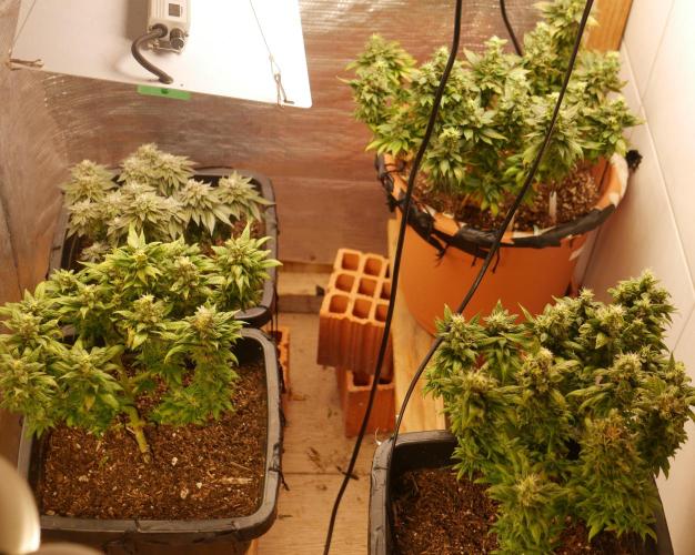 2st 2025 Grow. Week 13 - Master Kush #1, Master Kush #2, Master Kush #3, Kmintz #1