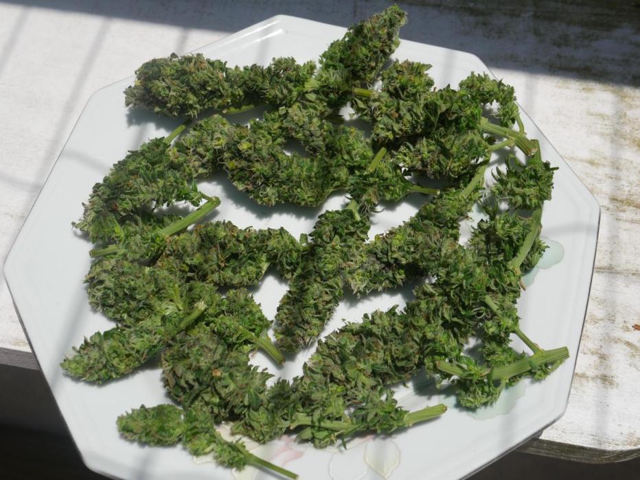 2st 2025 Grow. Week 14