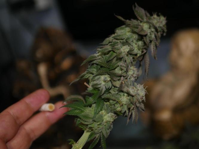 2st 2025 Grow. Week 14