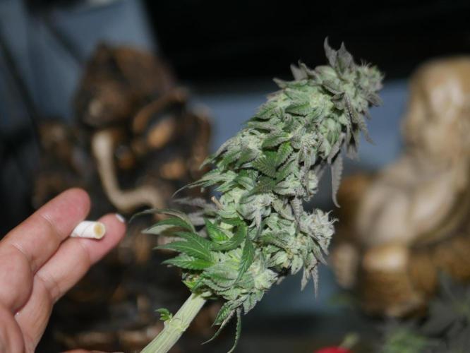 2st 2025 Grow. Week 14