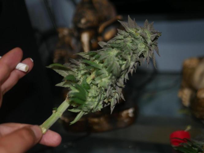 2st 2025 Grow. Week 14