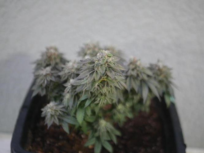 2st 2025 Grow. Week 14