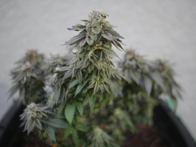 2st 2025 Grow. Week 14