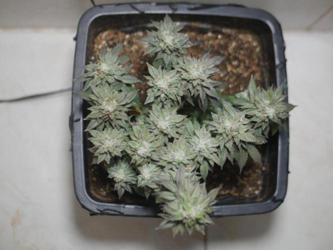 2st 2025 Grow. Week 14