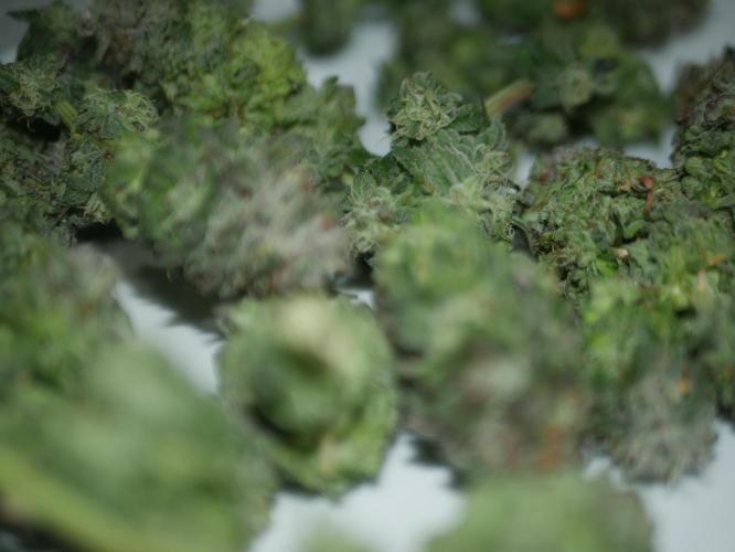 2st 2025 Grow. Week 14