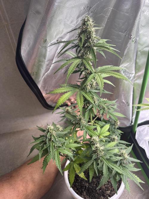 latebloomer77