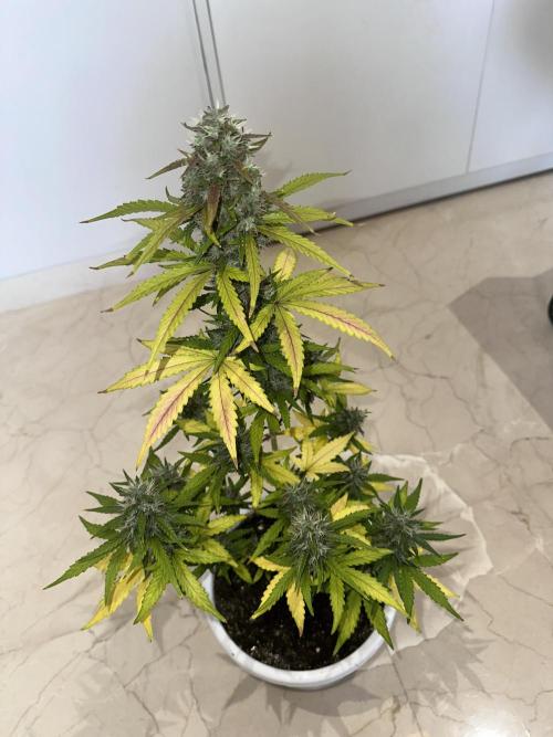 latebloomer77