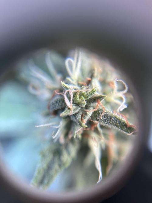 latebloomer77