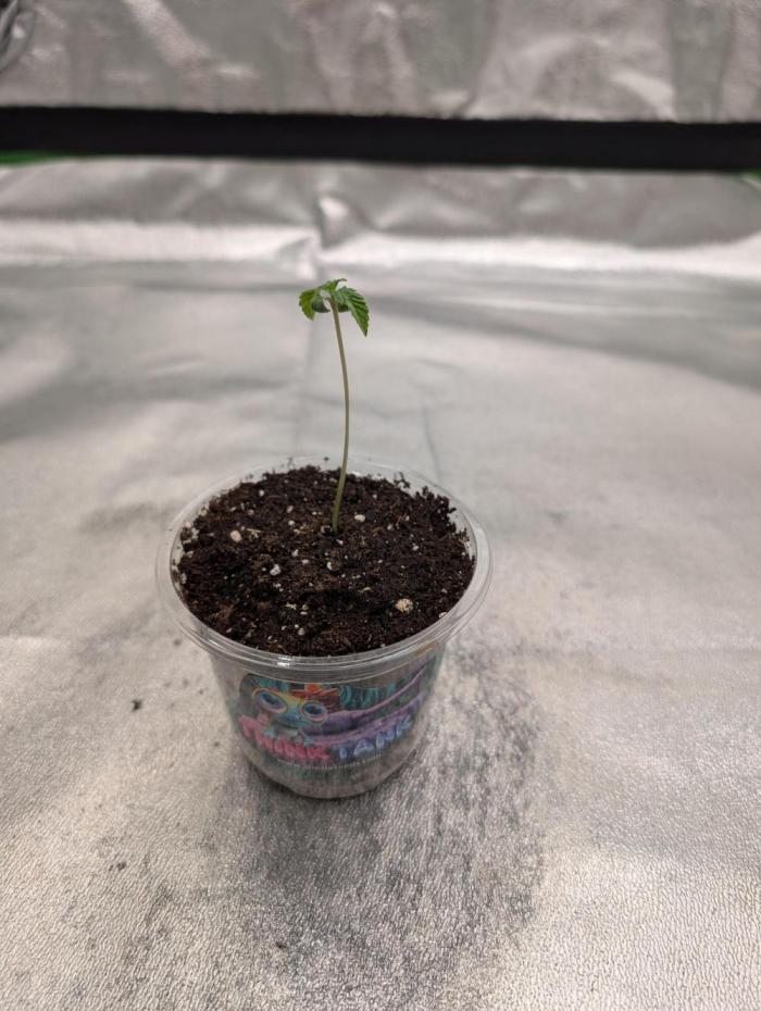 Soil Eater aka Think Tank. Week 1 - Day 7