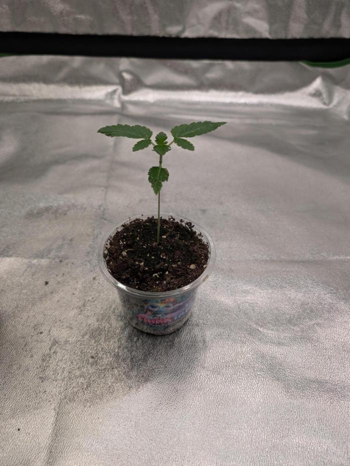 Soil Eater aka Think Tank. Week 2