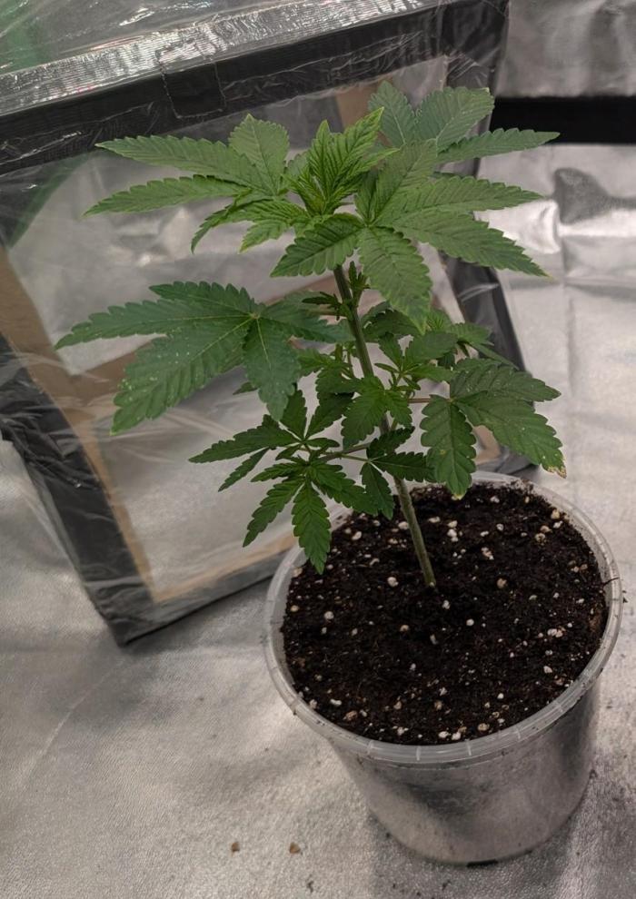 Soil Eater aka Think Tank. Week 4