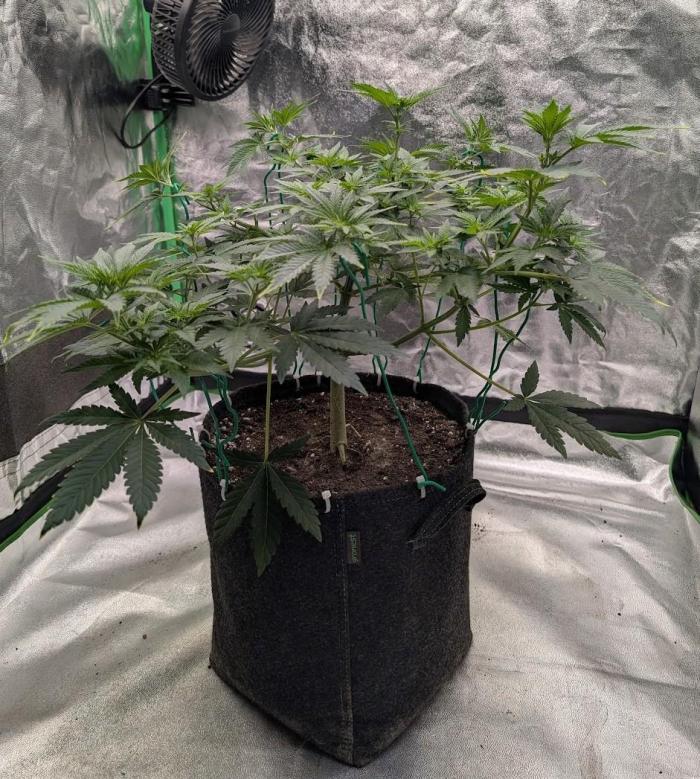 Soil Eater aka Think Tank. Week 7 - Week 1 of flowering