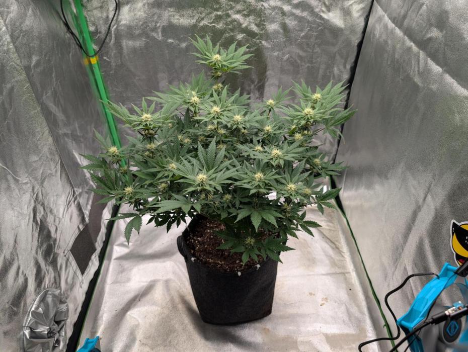 Soil Eater aka Think Tank. Week 9 - Week 4 of flowering