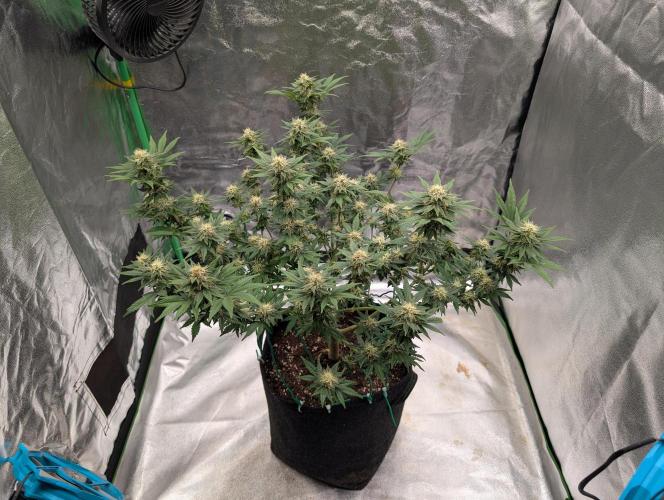 Soil Eater aka Think Tank. Week 12