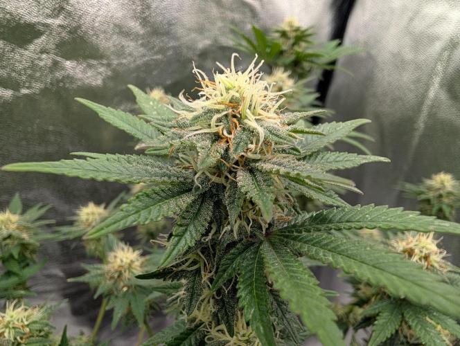 Soil Eater aka Think Tank. Week 12