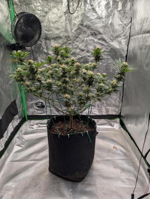 Soil Eater aka Think Tank. Week 12