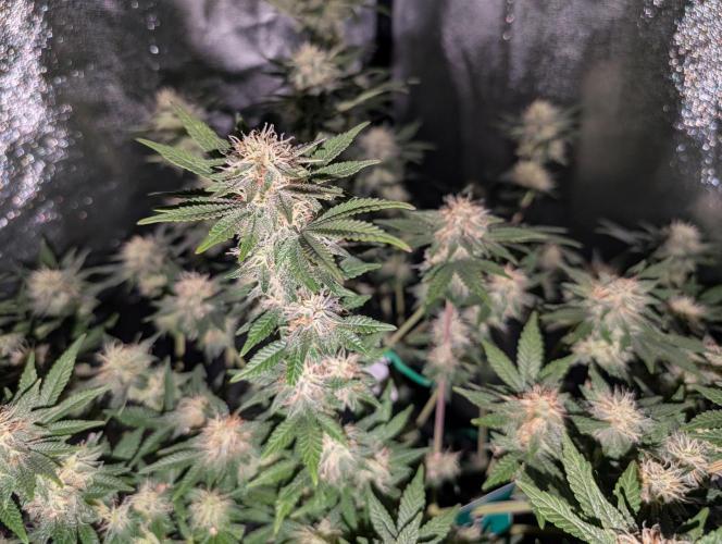 Soil Eater aka Think Tank. Week 12