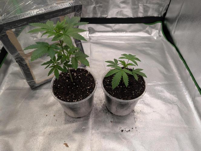 Adam's Soul aka Apple Fritter. Week 4