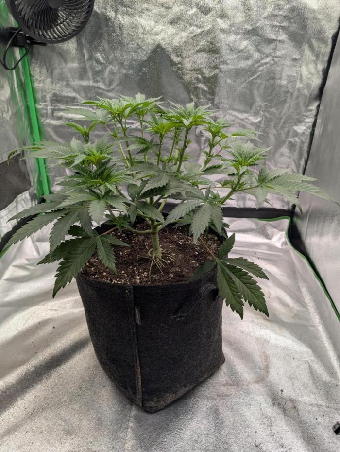 Adam's Soul aka Apple Fritter. Week 8 - Week 1 of flowering