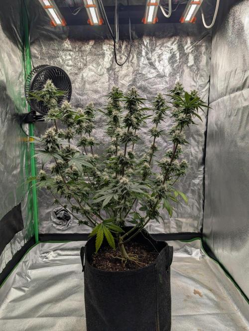 Adam's Soul aka Apple Fritter. Week 12