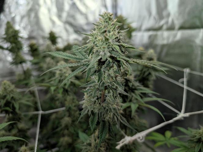 Adam's Soul. Week 13