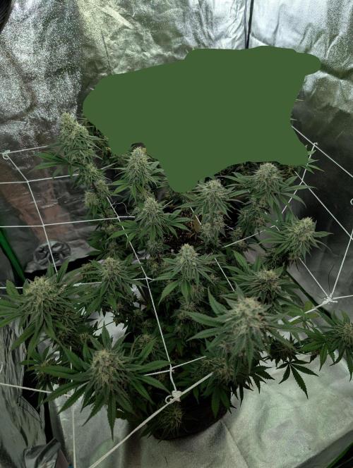 Adam's Soul. Week 13