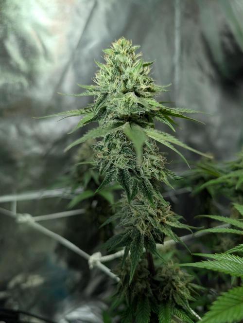 Adam's Soul. Week 13