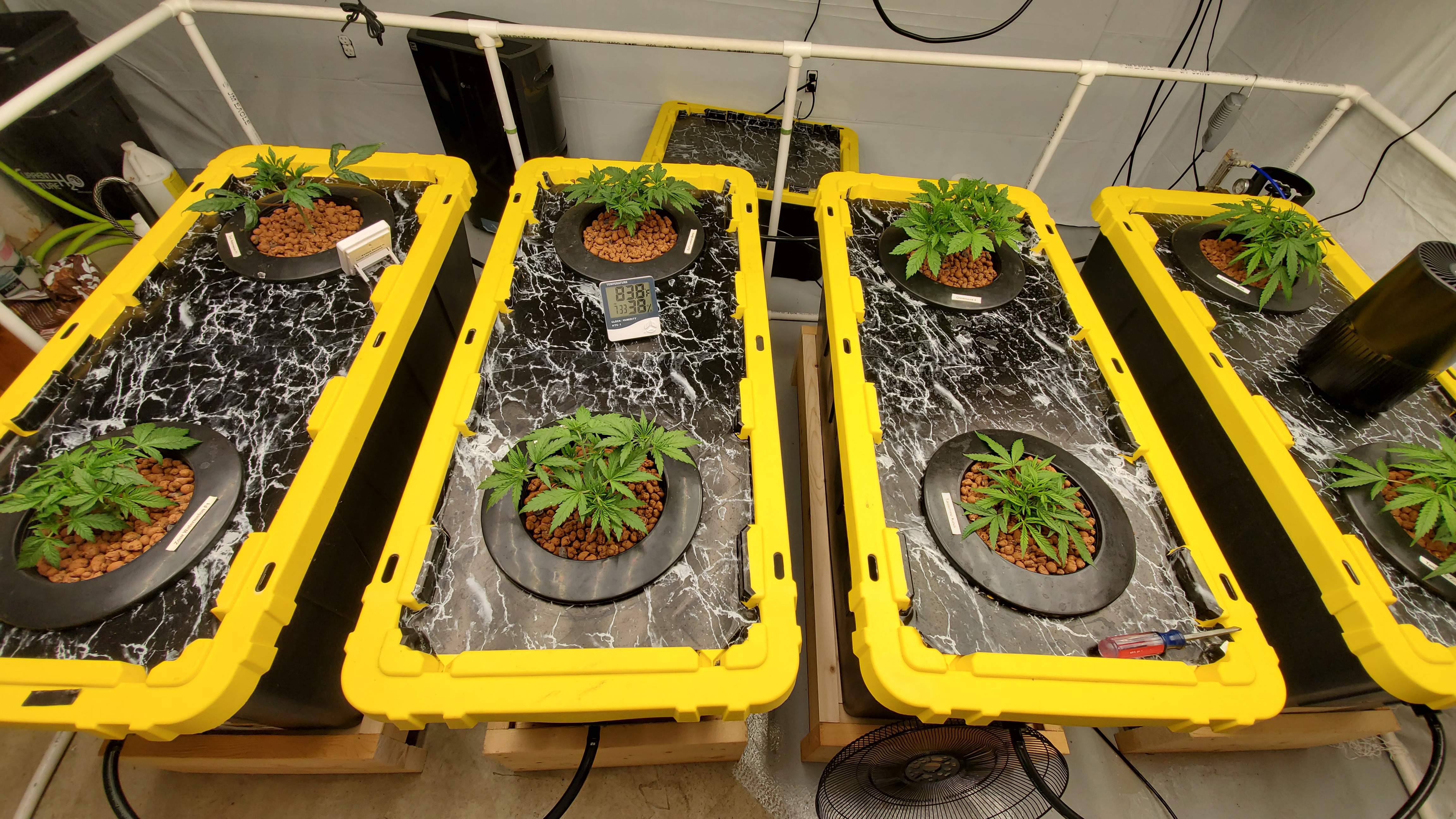 ETHOS Early Lemon Berry R1, Barney's Farm Tangerine Ku, Zour