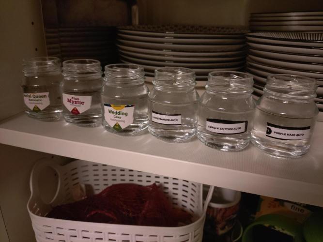 Outdoor Season 2026. Week 0 - my germination method in the darkness of the cupboard of May 4