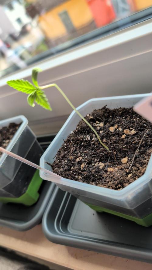 Outdoor Season 2026. Week 1 - damaged Frostbanger Auto