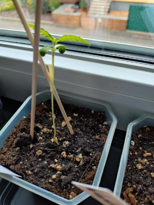 Outdoor Season 2026. Week 1 - stabilized Frostbanger Auto