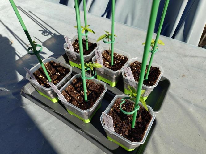 Outdoor Season 2026. Week 2 - May 22, more stabilization