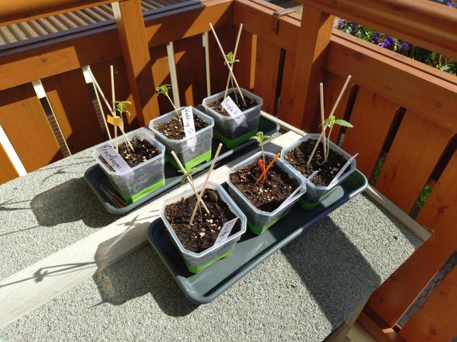 Outdoor Season 2026. Week 2 - weak seedlings on May 21, finally more sun